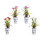 VASO METAL C CRAVOS SORT 4