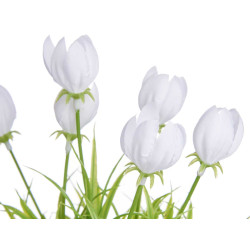 MACETA TULIPAN SURT 4