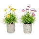VASO CIMENTO COM MARGARIDAS SORT 4