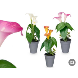 CONICAL POT GLADIOLUS ASSORTED 3 
