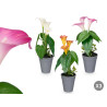 CONICAL POT GLADIOLUS ASSORTED 3 