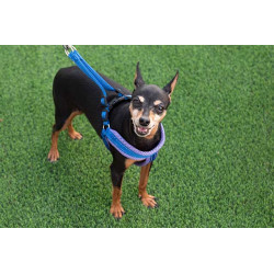 IMBRACATURA CON GUINZAGLIO PICCOLO ASS 3 COLORI