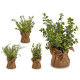 PLANTA RAMAS SACO BLANCA SURT 4