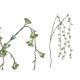 MAZZO CON FIORI