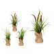 PLANTA SACO GRANDE JUNCO SURT 3 COLORES