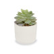 PLANTA FOLHA REDONDA COM VASO BRANCO 9X14CM 