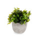 PLANTE VERT FLEUR BLANC AVEC POT DE FLEUR GRIS 