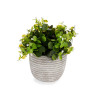 PLANTA VERDE FLOR BRANCA COM VASO CINZENTO 