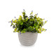 PLANTA VERDE FLOR LILÁS COM VASO CINZENTO 