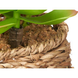 OVAL POT ASSORTED 4