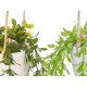 HANGING POT ASSORTED 2