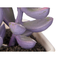 SQUARE POT ASSORTED SMALL