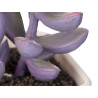 SQUARE POT ASSORTED SMALL