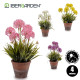 FLOR ARTIFICIAL CAULES VASO CIMENTO SORT