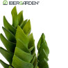 CACTO PLASTICO ECHEVERIA 25CM