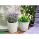 MACETA CERAMICA BLANCA SURT 4 DISEÑOS
