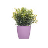 VASO REDONDO ACADEMY LUX SORT COR