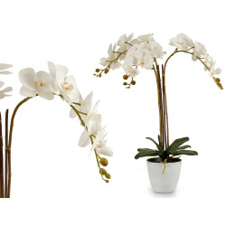 ORCHIDEA VASO CONICO BIANCO JUMBO 1FIORE