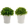 POTTED SHORT LEAFS 1 MODEL WHITE