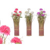 RAMO MARGARIDAS 5 FLORES SORT 3 CORES 