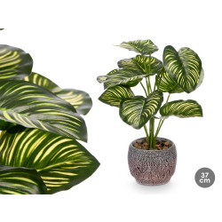 VASO PIANTA FOGLIA BICOLORE