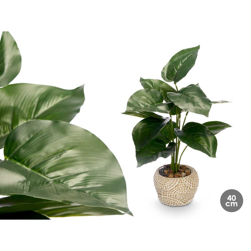 POT PLANT LEAF TIP