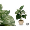 POT PLANT LEAF TIP
