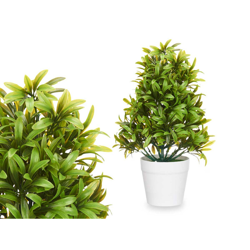 LARGE GREEN PLANT WITH FINE LEAVES WHITE POT