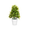 LARGE GREEN PLANT WITH FINE LEAVES WHITE POT