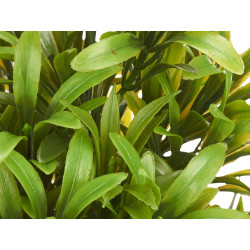 LARGE GREEN PLANT WITH FINE LEAVES WHITE POT