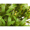 LARGE GREEN PLANT WITH FINE LEAVES WHITE POT