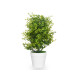 GRANDE PLANTE VERTE FEUILLES PETITES POT BLANC