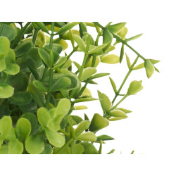 LARGE GREEN PLANT WITH SMALL LEAVES WHITE POT