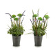 METAL LAVENDER FLOWERPOT MIX 2 MODELS