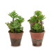 POT DE FLEURS VIEILLI MOYEN ASSORT 2 MOD
