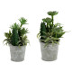POT DE FLEURS CACTUS PLANTES ROND ASSORT