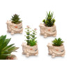 TURTLE POT ASSORTED 4