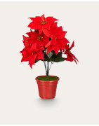 PLANTAS